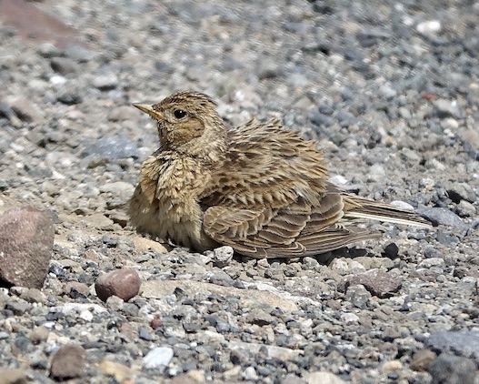 skylark